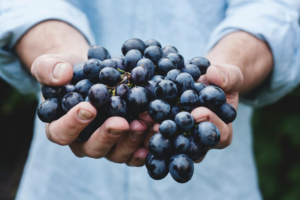 Prochaine campagne des vendanges