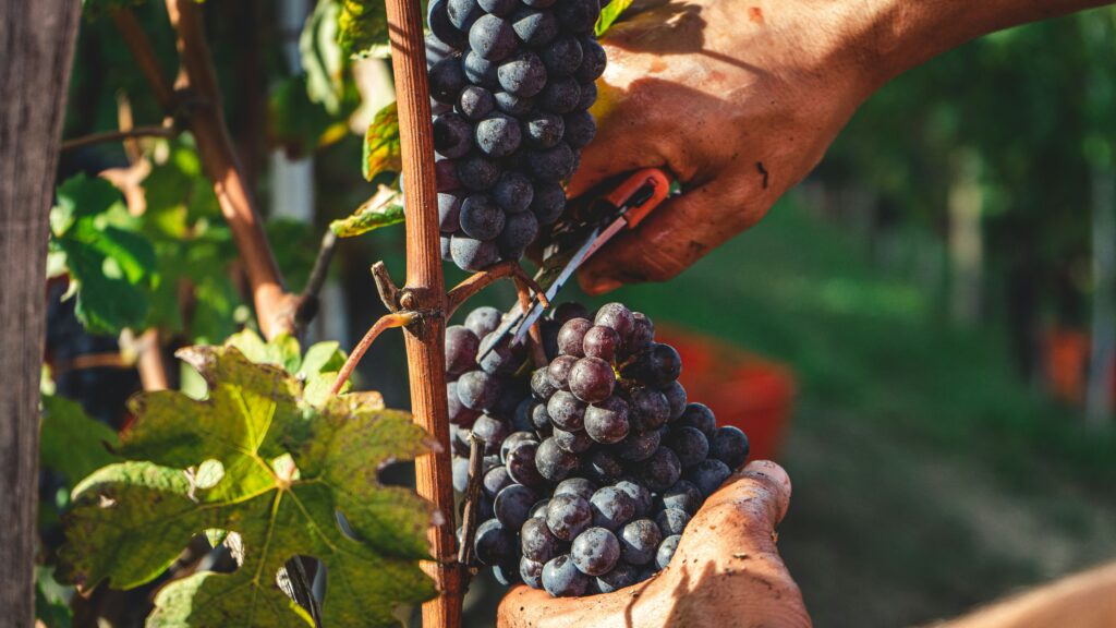Venez faire les vendanges en Alsace !
